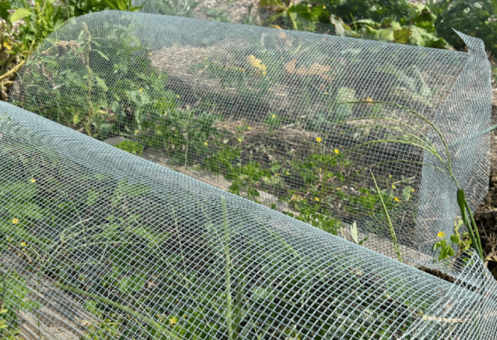 Hardware Cloth Spring Garden